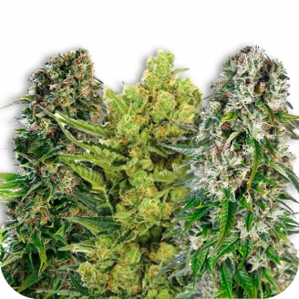 Семена марихуаны купить сорт Indica Mix #3 Auto Fem.