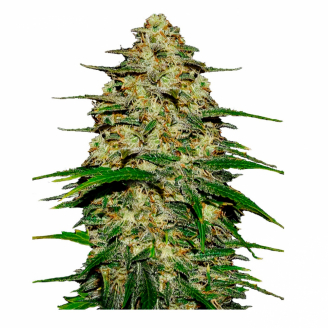 Семена марихуаны купить сорт Wedding Cake Auto Fem.